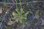 Oldfield toadflax